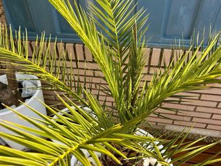 Palmeras en maceta blanca