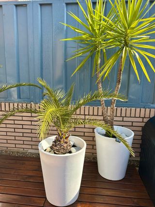 Palmeras en maceta blanca