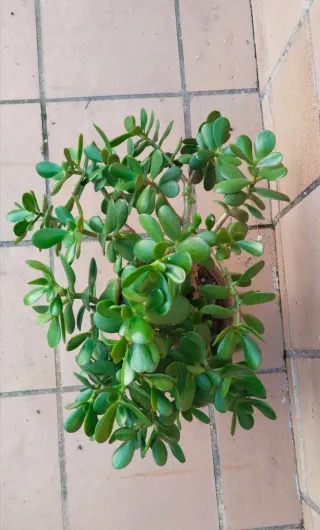 Planta Árbol de Jade en maceta terracota