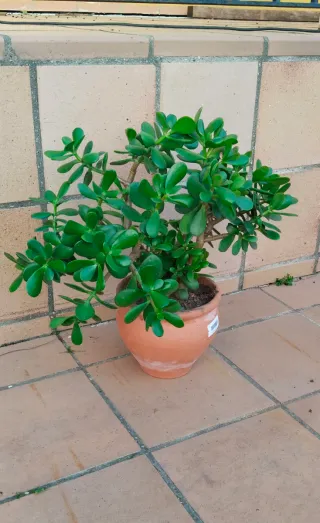 Planta Árbol de Jade en maceta terracota