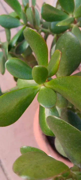 Planta Árbol de Jade en maceta terracota