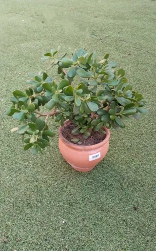Planta Árbol de Jade en maceta terracota