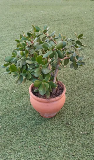 Planta Árbol de Jade en maceta terracota