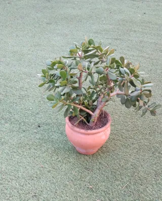 Planta Árbol de Jade en maceta terracota