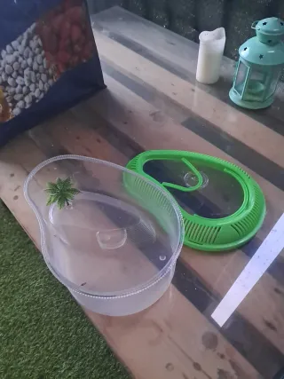 Tortuguera transparente y verde