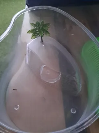 Tortuguera transparente y verde