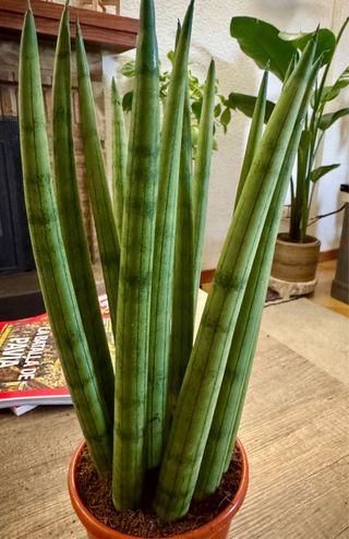 Dracaena angolensis o Sansevieria cilíndrica