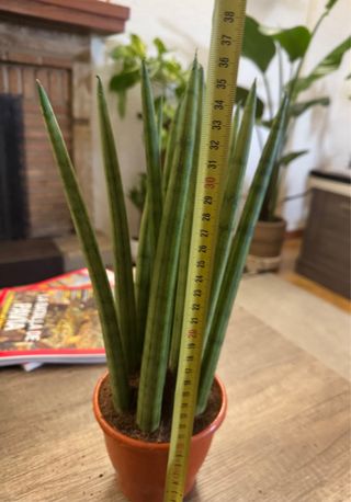Dracaena angolensis o Sansevieria cilíndrica