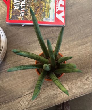 Dracaena angolensis o Sansevieria cilíndrica