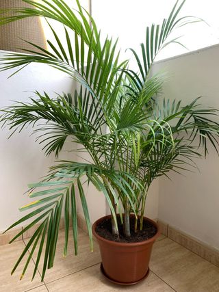 Palmera Areca en maceta