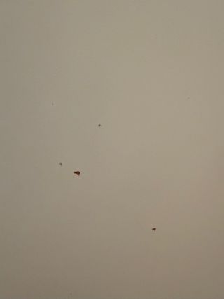 Puerta de armario pax modelo FORSAND de IKEA