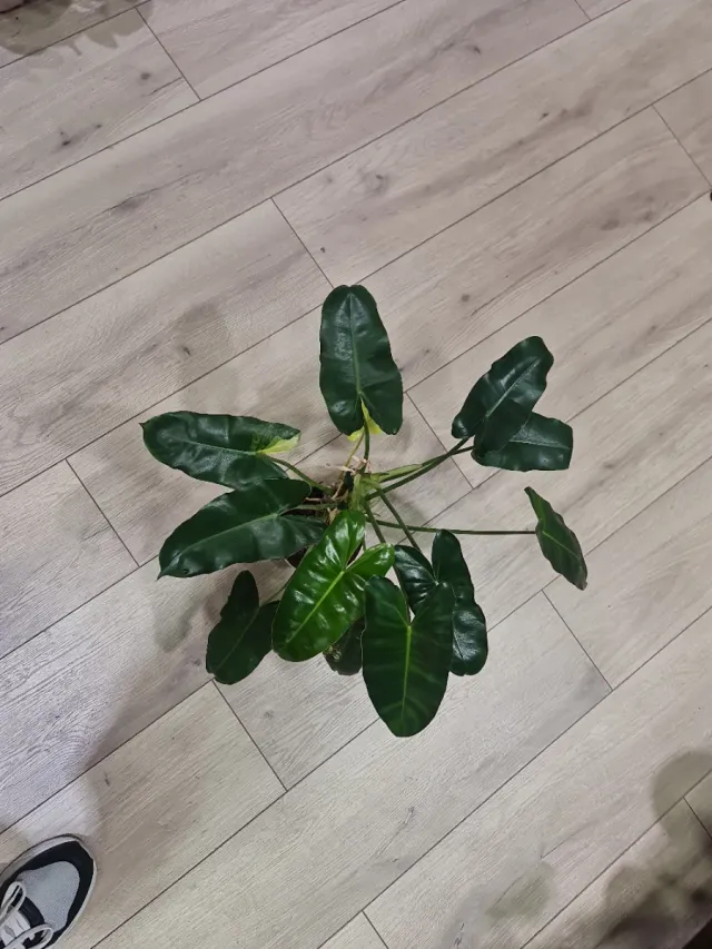 Philodendron Burle Marx Variegado 2