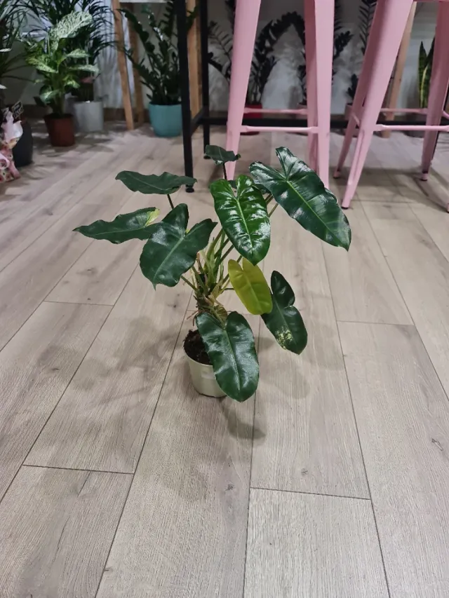Philodendron Burle Marx Variegado 2