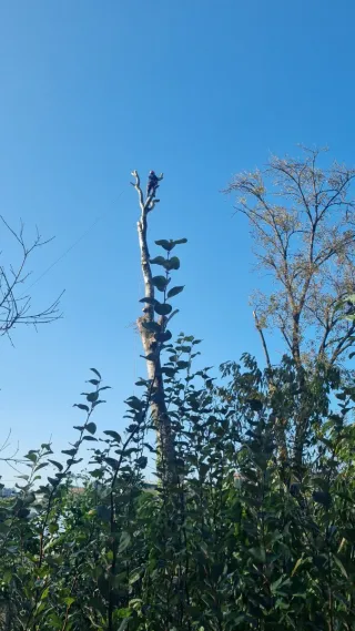 Servicio agroforestal. Desbroces y limpieza fincas