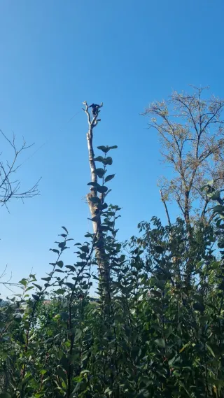Servicio agroforestal. Desbroces y limpieza fincas