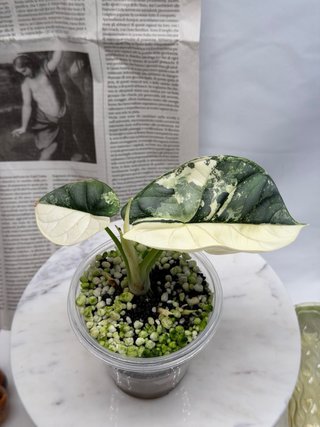 Alocasia Silver Dragon albo
