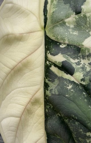 Alocasia Silver Dragon albo