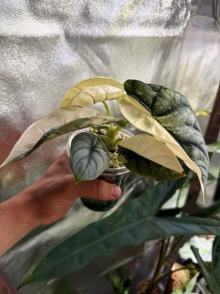 Alocasia Silver Dragon albo