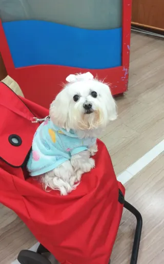 Paseo perros por santa Coloma Gramanet tengo exper