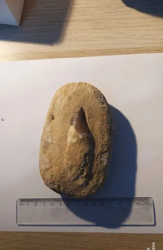 Diente de Mosasaurio Fósil en Roca