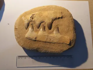 Fósil de Mosasaurio con Dientes