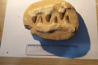 Fósil de Mosasaurio con Dientes