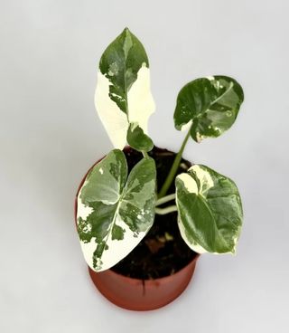 Alocasia Macrorrhiza Albo Variegata