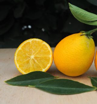 Citranquat Tomasville U.S.A