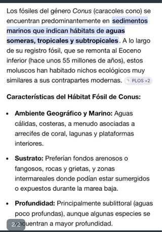 Fósil CONUS Gasterópodo Pleistoceno