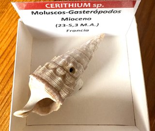 Fósil Cerithium Mioceno 🇫🇷 a elegir