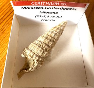 Fósil Cerithium Mioceno 🇫🇷 a elegir