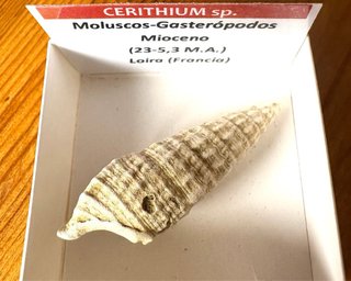 Fósil Cerithium Mioceno 🇫🇷 a elegir