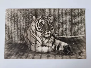 4 Vecchie Cartoline di Grandi Felini in Bianco e Nero