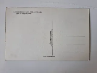 4 Vecchie Cartoline di Grandi Felini in Bianco e Nero