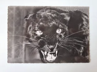 4 Vecchie Cartoline di Grandi Felini in Bianco e Nero
