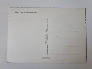 4 Vecchie Cartoline di Grandi Felini in Bianco e Nero