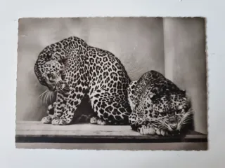 4 Vecchie Cartoline di Grandi Felini in Bianco e Nero