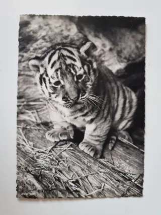 4 Vecchie Cartoline di Grandi Felini in Bianco e Nero