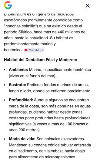 2 Fósiles Dentalium Moluscos Escafópodos