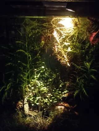 Foco LED 3W para acuario con temporizador