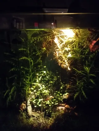 Foco LED 3W para acuario con temporizador