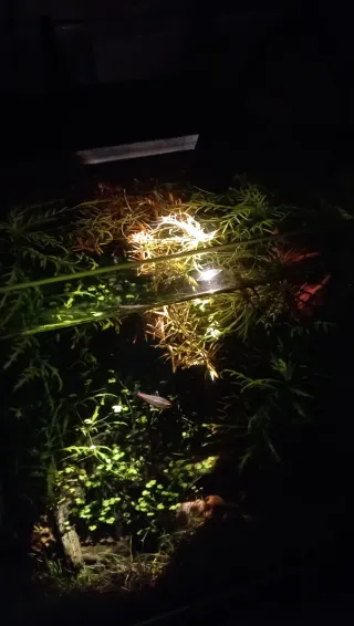 Foco LED 3W para acuario con temporizador