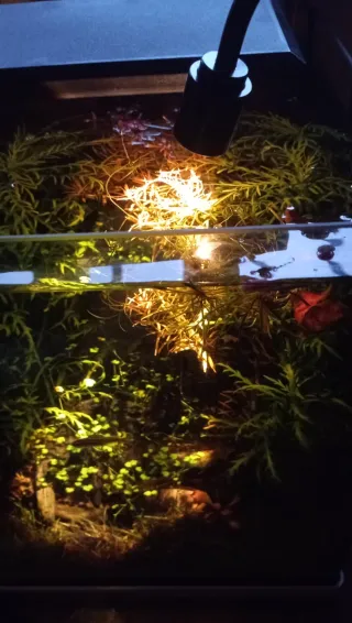 Foco LED 3W para acuario con temporizador