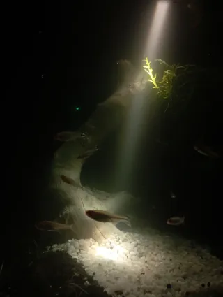 Foco LED 3W para acuario con temporizador