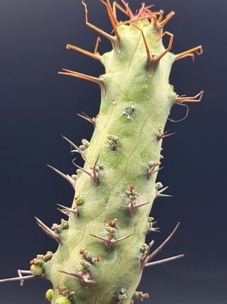 Euphorbia sp. Cap Guardafui vaso 7,5
