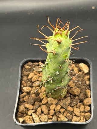 Euphorbia sp. Cap Guardafui vaso 7,5
