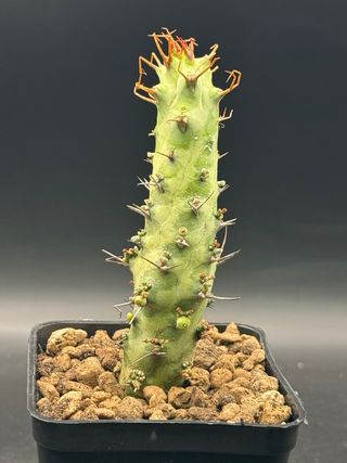 Euphorbia sp. Cap Guardafui vaso 7,5