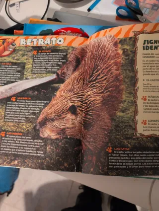 El Maravilloso Mundo de los Animales -los castores