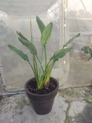 Planta Sterlizia apunto de florecer  en maceta