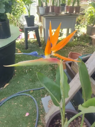 Planta Sterlizia apunto de florecer  en maceta